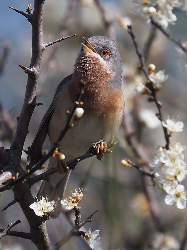 il Birdwatching al tempo del Covid 19